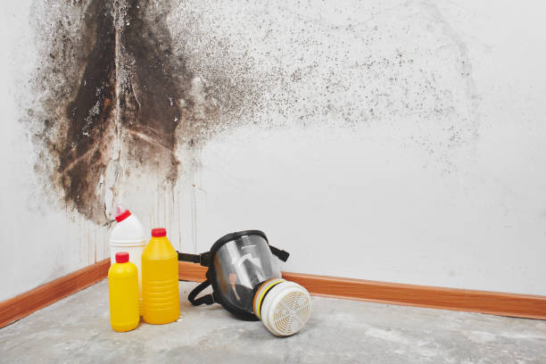 Best Certified Mold Removal  in Hyde Park, UT