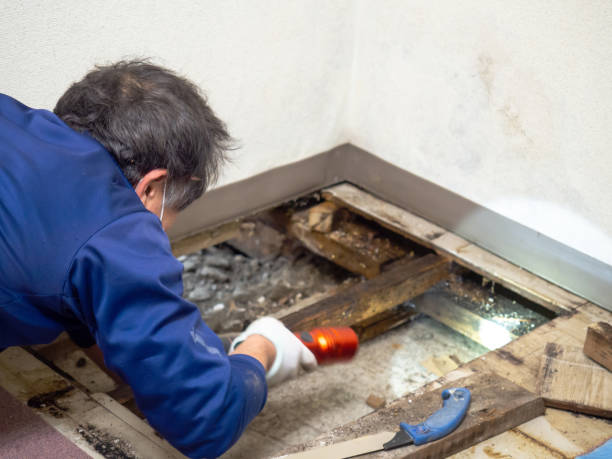 Best Mold Remediation  in Hyde Park, UT