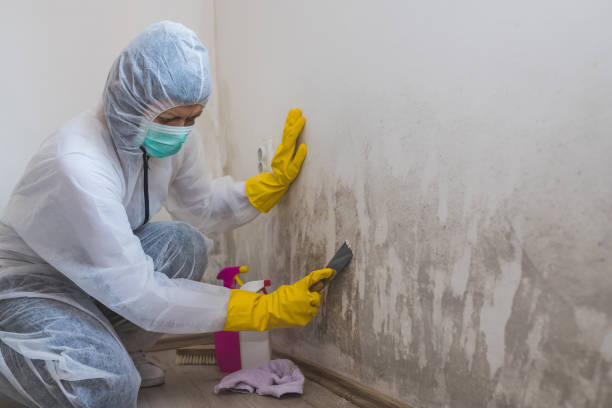 Best Residential Mold Removal  in Hyde Park, UT