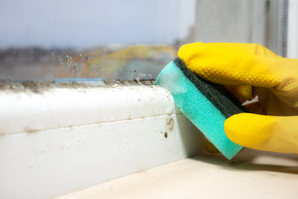 Best Mold Removal Specialists  in Hyde Park, UT