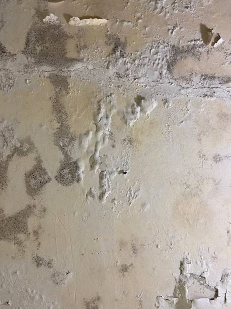 Best Toxic Mold Removal  in Hyde Park, UT