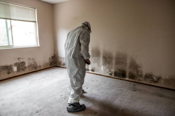 Best Mold Testing  in Hyde Park, UT