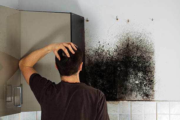 Best Commercial Mold Removal  in Hyde Park, UT