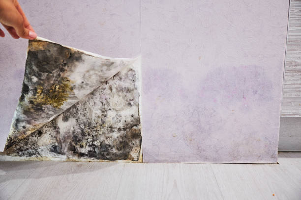 Best Same-Day Mold Removal  in Hyde Park, UT